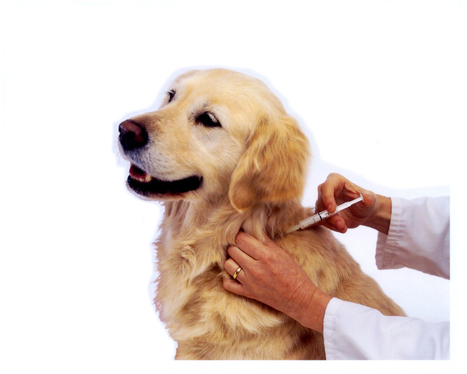 vacuna-perros