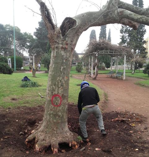Aclara el Municipio que los árboles extraídos en Plaza Colón “habían sido  evaluados” – Tribuna del pueblo